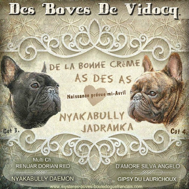 Des Boves De Vidocq - Bouledogue français - Portée née le 14/04/2016