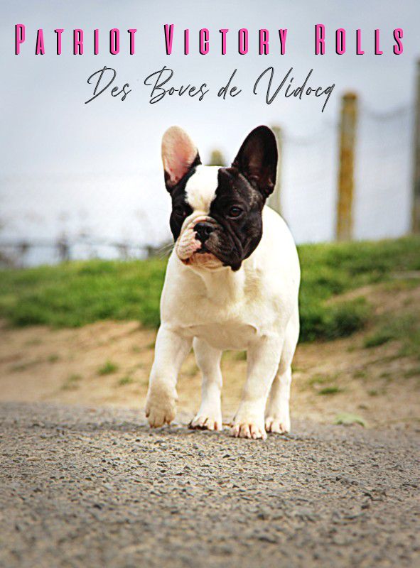 Patriot victory rolls Des Boves De Vidocq