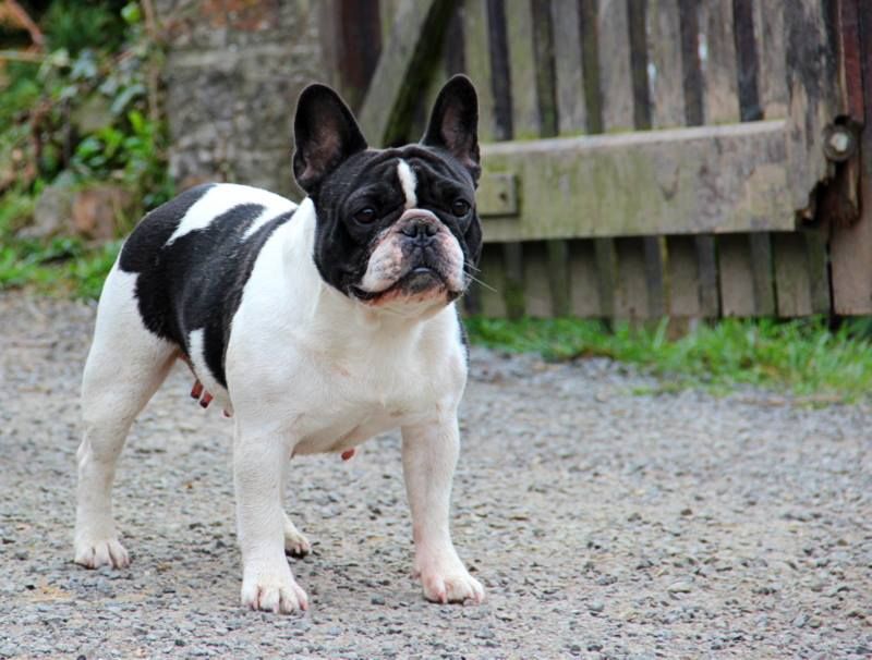 CH. Infante royale Du golden child.