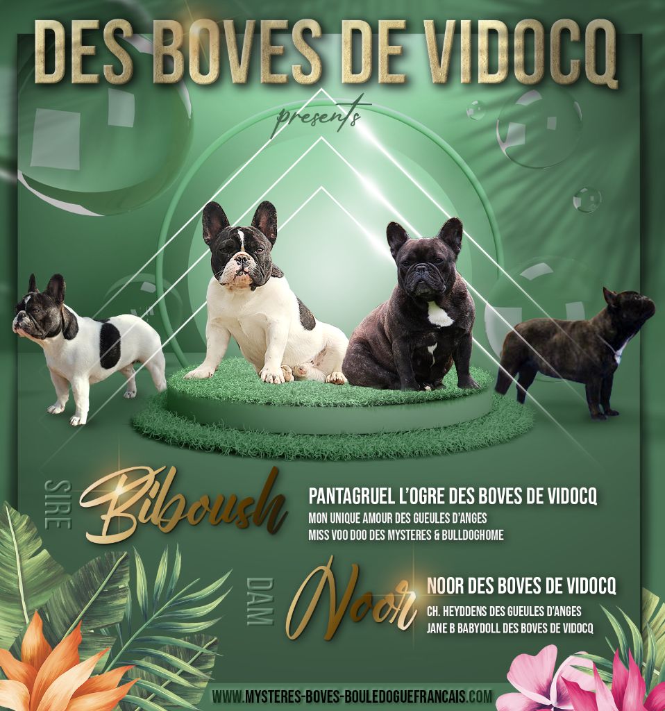Des Boves De Vidocq - Bouledogue français - Portée née le 17/07/2021