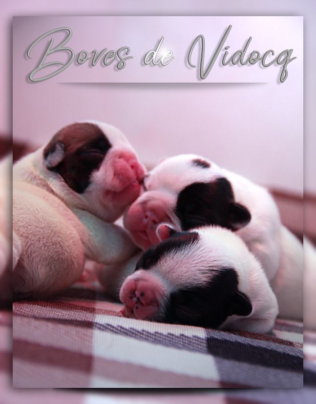 Des Boves De Vidocq - Chiots disponibles - Bouledogue français