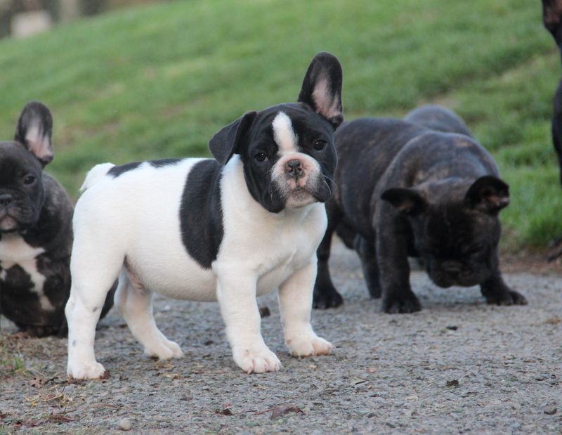 Des Boves De Vidocq - Chiots disponibles - Bouledogue français