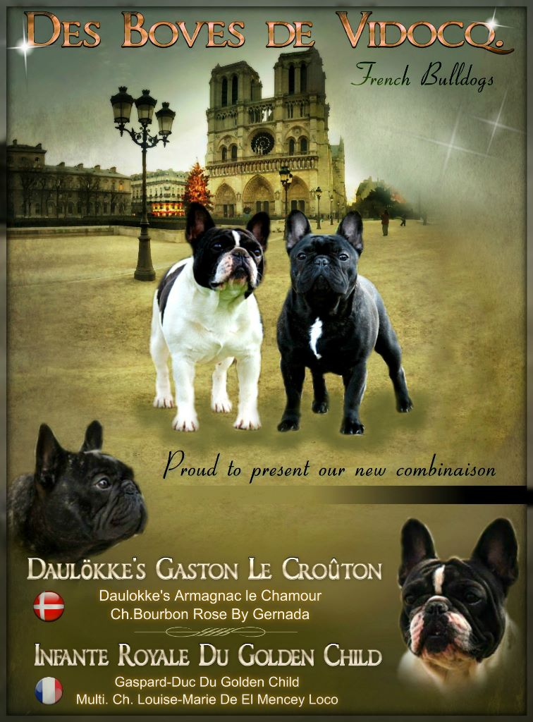 Chiot Bouledogue français Des Boves De Vidocq