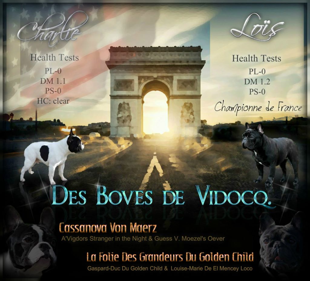 Chiot Bouledogue français Des Boves De Vidocq