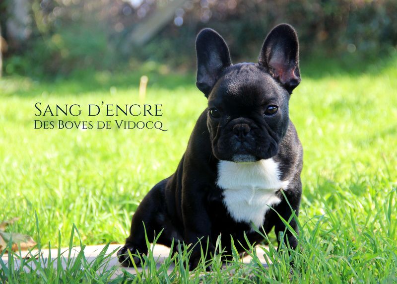 Des Boves De Vidocq - Chiots disponibles - Bouledogue français